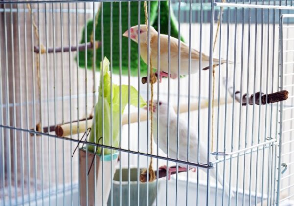 鳥かご掃除におすすめな洗剤を紹介!インコにも人にも優しいモノ ｜ まみーむめも