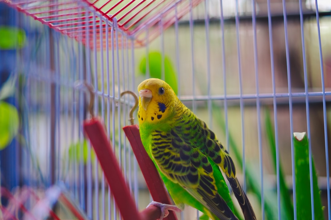 A0i0