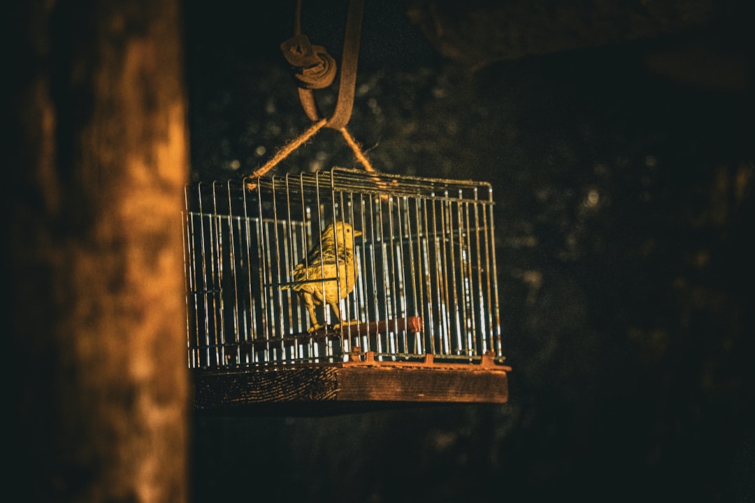 bird cage frequency cleaning