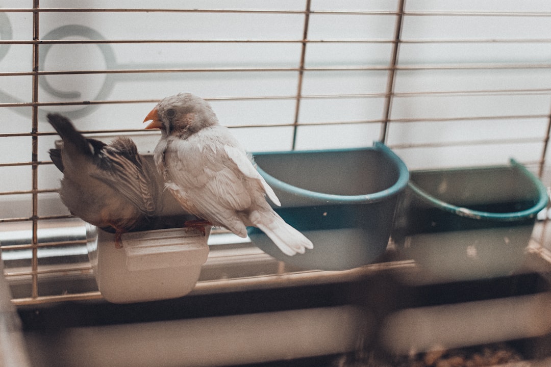 bird daily cleaning routine simple