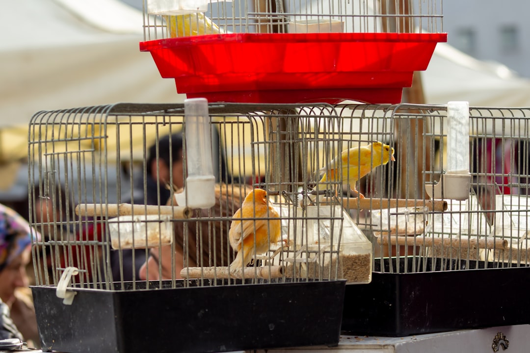 bird cage washing weekly water