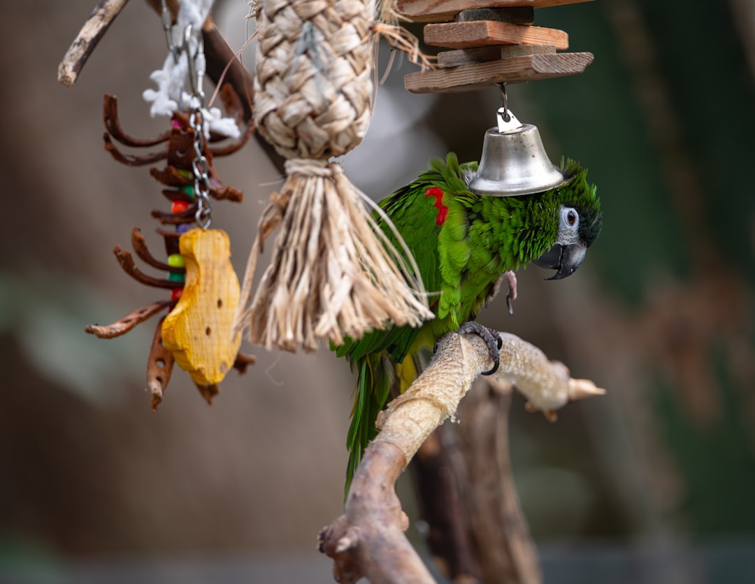 pet bird safe cleaning supplies natural