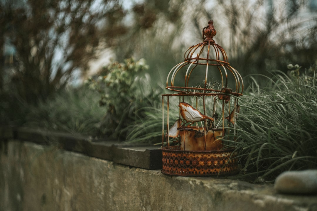 pet bird cage clean tips habit