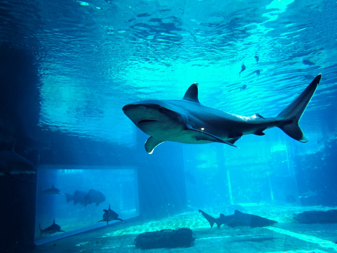 水族館のジンベエザメ