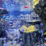 Aquarium souvenir