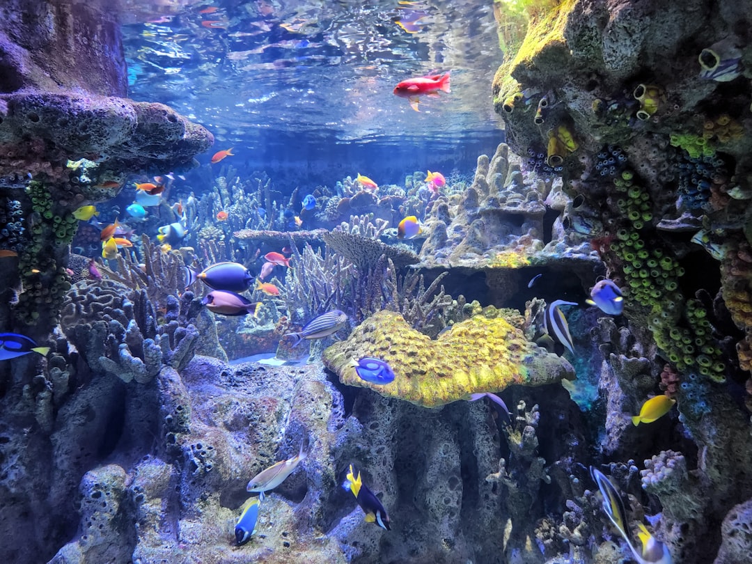 Aquarium souvenir